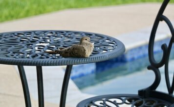 Ile po operacji można się kapać w basenie?