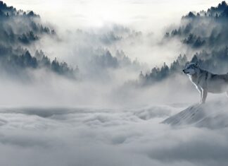 Czy polar jest dobry na zimę?