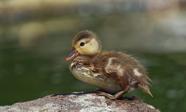 Ile kosztuje 1 kg puchu?