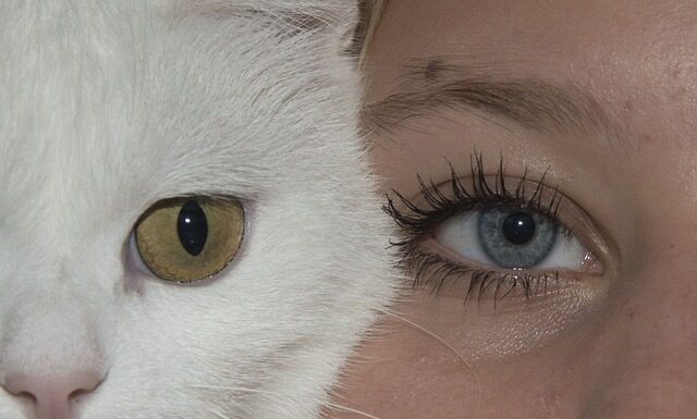 Czy membrana dachowa chroni przed deszczem?