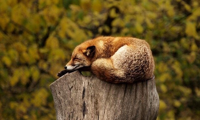 Po co jest czerwone światło w latarce?