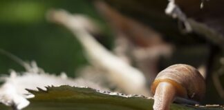 Jak przeciągnąć pancerz przez ramę?