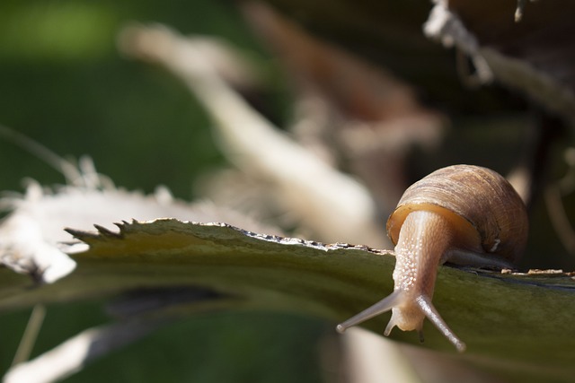 Jak przeciągnąć pancerz przez ramę? Jak przeciągnąć pancerz przez ramę?