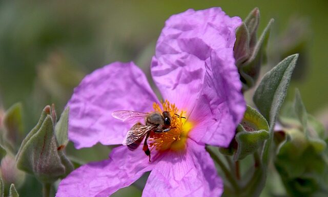 Czy w Islandii są lodowce?