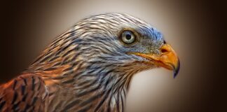 Jak zrobić latawiec? Jak zrobić latawiec?